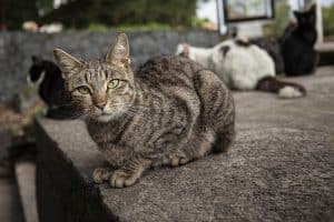 Los gatos son animales independientes. Foto: UNAM