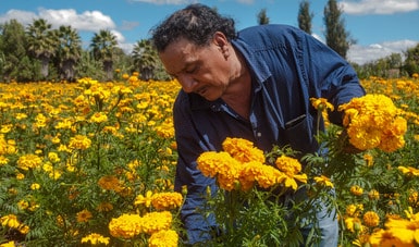 Flor de cempasúchil: origen, producción y datos relevantes sobre la flor de  muertos - News Report MX