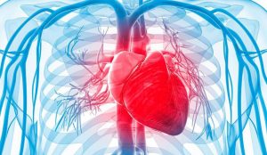 molécula relacionada con enfermedades cardiovasculares