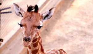 bebé jirafa del zoológico de Chapultepec