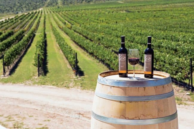 Destaca Coahuila por su producción vinícola - News Report MX