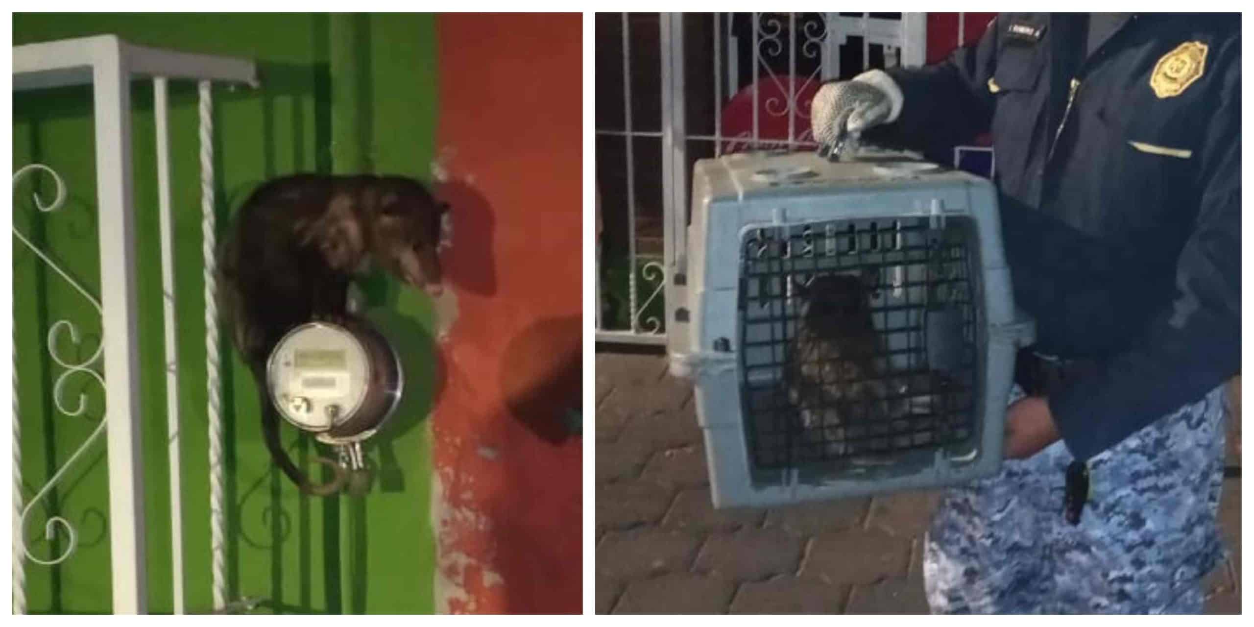 Brigada Animal Rescata A Tlacuache Atrapado En Coyoacan News