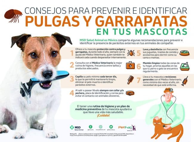 arrojar polvo en los ojos colección cien Durante el verano las mascotas son más susceptibles de adquirir pulgas y  garrapatas - News Report MX