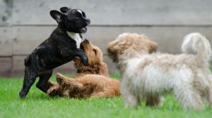 prevenir enfermedades transmitidas por animales