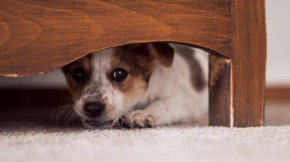 Cómo proteger a los perros de la pirotecnia