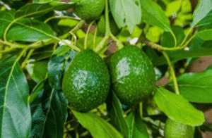 Aguacate Mexicano