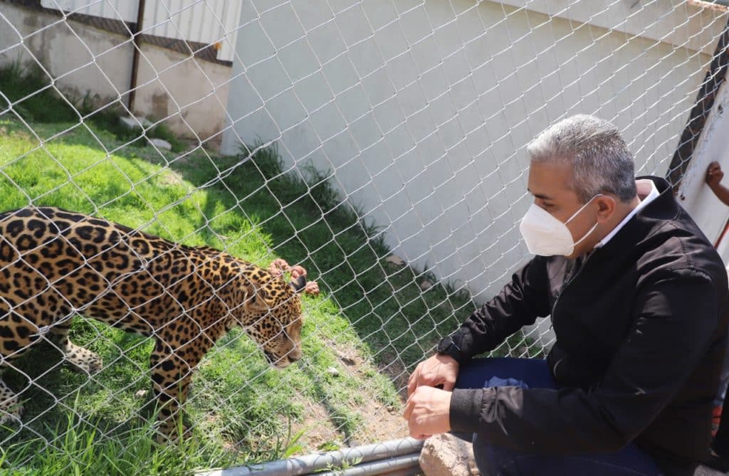 Ecatepec hábitat para jaguar