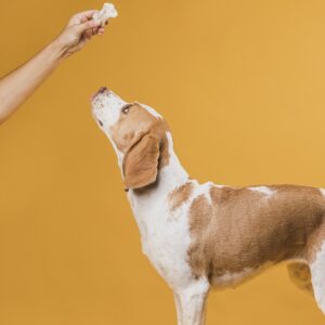 Snacks deliciosos para tu perrito