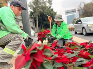 Adornará gobierno capitalino avenidas principales de la Ciudad de México con 220 mil nochebuenas