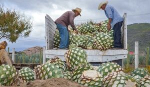 producción agrícola