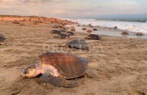 tortugas marinas