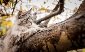 Día Internacional del Gato