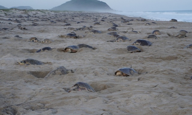 tortugas golfinas